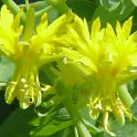 Tropaeolum peregrinum